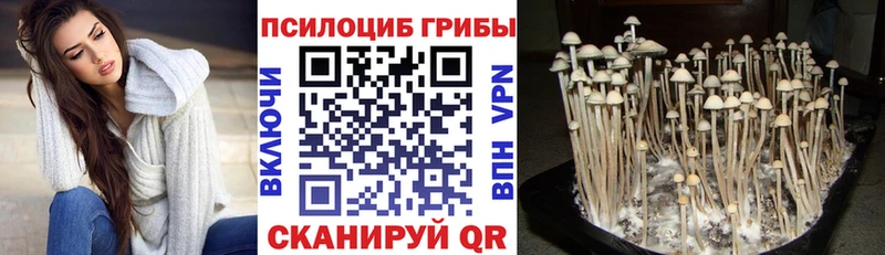 где купить наркоту  Асино  Галлюциногенные грибы GOLDEN TEACHER 